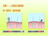 八下生物第八单元第一章传染病和免疫第二节免疫与计划免疫第1课时人体的三道防线免疫的功能课件（人教版）