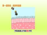 八下生物第八单元第一章传染病和免疫第二节免疫与计划免疫第1课时人体的三道防线免疫的功能课件（人教版）