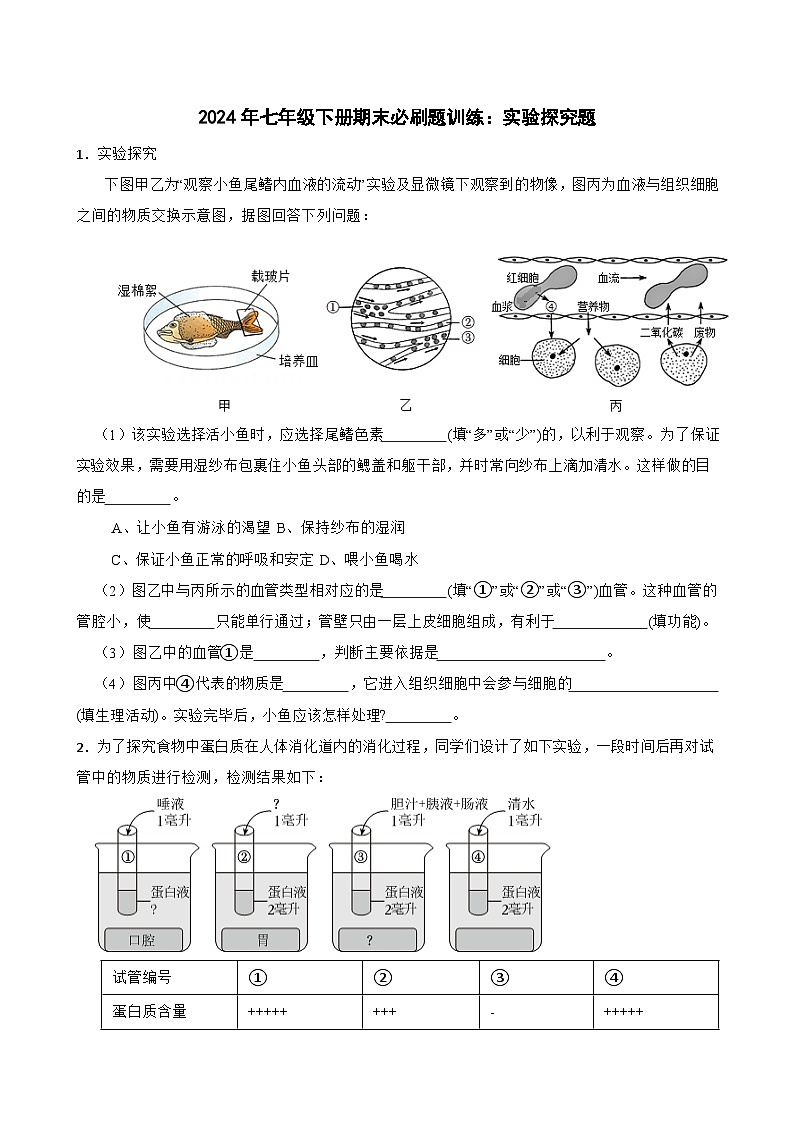 2023-2024学年七年级下册期末必刷题训练：实验探究题（含答案）第1页