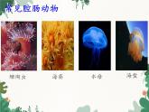 鲁科版（五四制）生物八年级上册 第七单元第一章 动物的主要类群复习课件