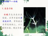 鲁科版（五四制）生物八年级上册 第七单元第一章 动物的主要类群复习课件
