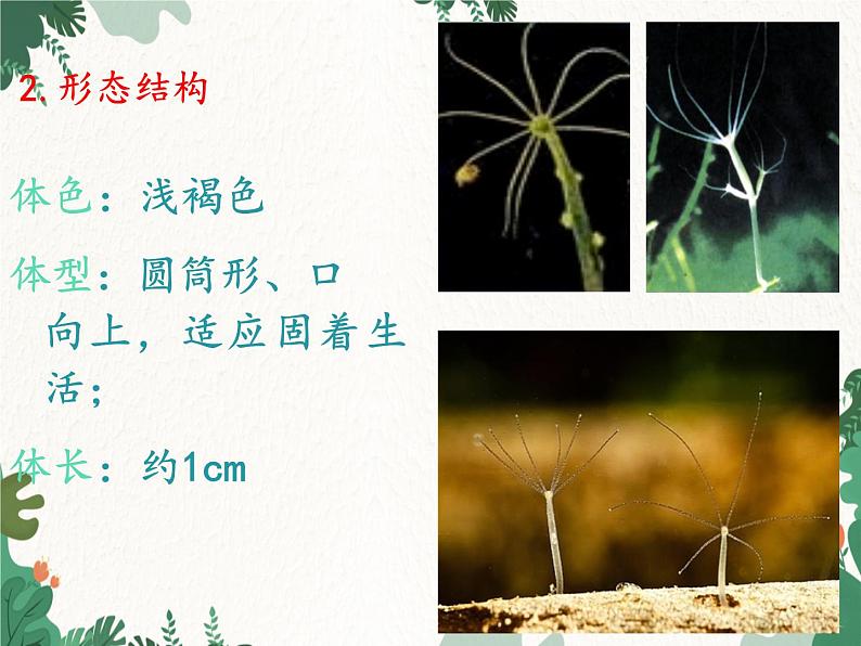 鲁科版（五四制）生物八年级上册 第七单元第一章 动物的主要类群复习课件第6页