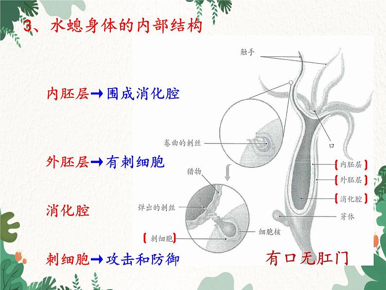 鲁科版（五四制）生物八年级上册 第七单元第一章 动物的主要类群复习课件第8页