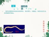 鲁科版（五四制）生物八年级上册 第七单元第一章第一课时第一节线形动物和环节动物课件