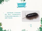 鲁科版（五四制）生物八年级上册 第七单元第一章第二课时第三节软体动物和节肢动物课件