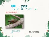 鲁科版（五四制）生物八年级上册 第七单元第一章第二课时第三节软体动物和节肢动物课件