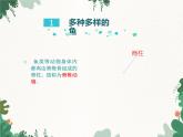 鲁科版（五四制）生物八年级上册 第七单元第一章第四节鱼类课件