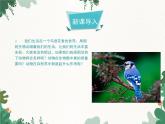 鲁科版（五四制）生物八年级上册 第七单元第三章第一节动物在自然界中的作用课件