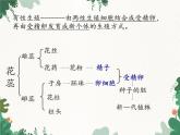 鲁科版（五四制）生物八年级下册 第八单元第一章生物的生殖和发育复习课件
