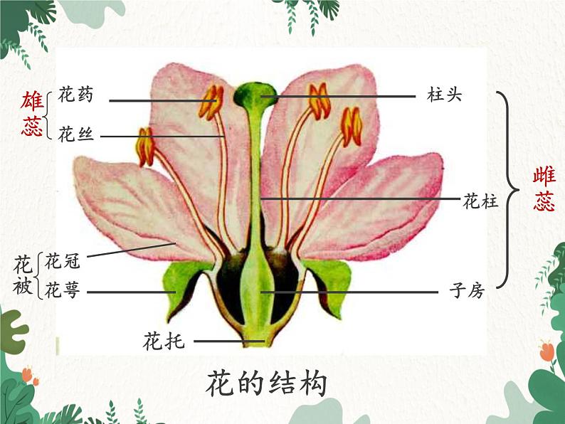 鲁科版（五四制）生物八年级下册 第八单元第一章生物的生殖和发育复习课件第6页