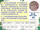 鲁科版（五四制）生物八年级下册 第八单元第二章 生物的遗传和变异复习课件
