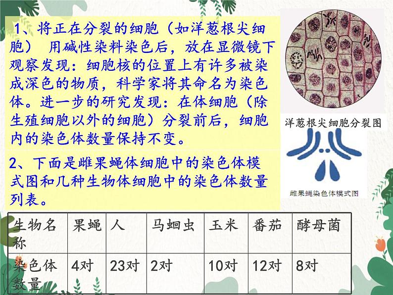 鲁科版（五四制）生物八年级下册 第八单元第二章 生物的遗传和变异复习课件05