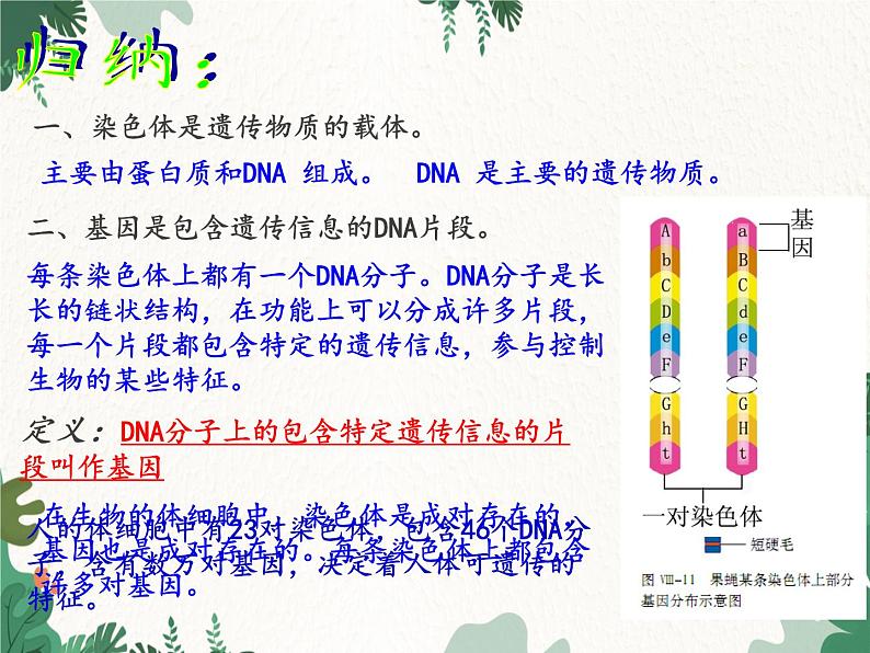 鲁科版（五四制）生物八年级下册 第八单元第二章 生物的遗传和变异复习课件08