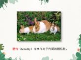 鲁科版（五四制）生物八年级下册 第八单元第二章第一节遗传的物质基础课件