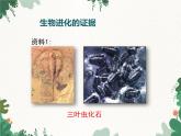 鲁科版（五四制）生物八年级下册 第八单元第三章第三节生物进化的历程课件