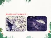 鲁科版（五四制）生物八年级下册 第八单元第三章第三节生物进化的原因课件