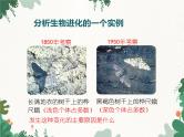 鲁科版（五四制）生物八年级下册 第八单元第三章第三节生物进化的原因课件
