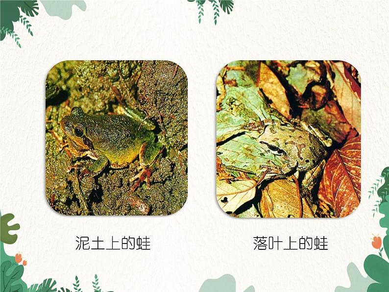 鲁科版（五四制）生物八年级下册 第八单元第三章第三节生物进化的原因课件07