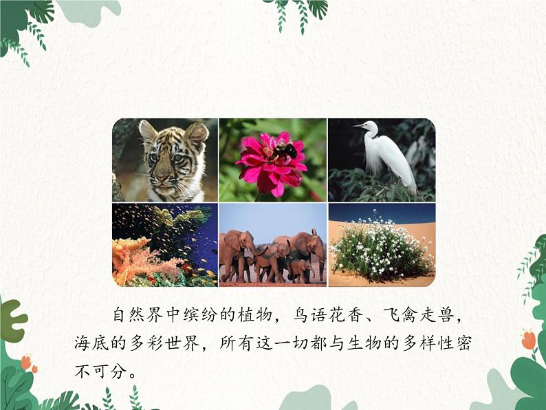 鲁科版（五四制）生物八年级下册 第九单元第二章第一节认识生物的多样性课件第2页