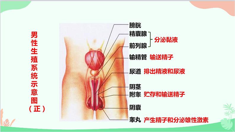 人教版生物七年级下册 第一章 第二节 人的生殖课件第4页