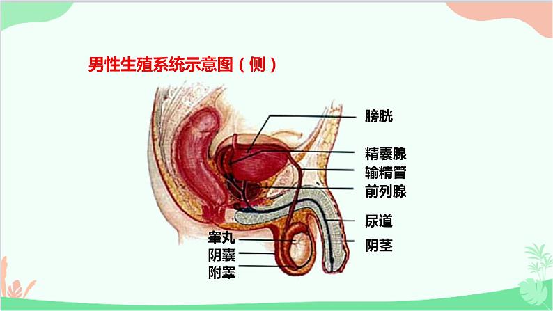 人教版生物七年级下册 第一章 第二节 人的生殖课件第5页