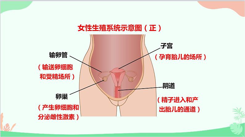 人教版生物七年级下册 第一章 第二节 人的生殖课件第6页