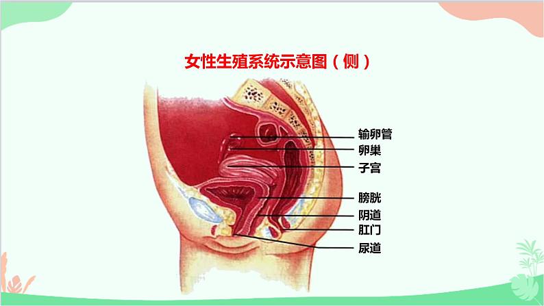 人教版生物七年级下册 第一章 第二节 人的生殖课件第7页