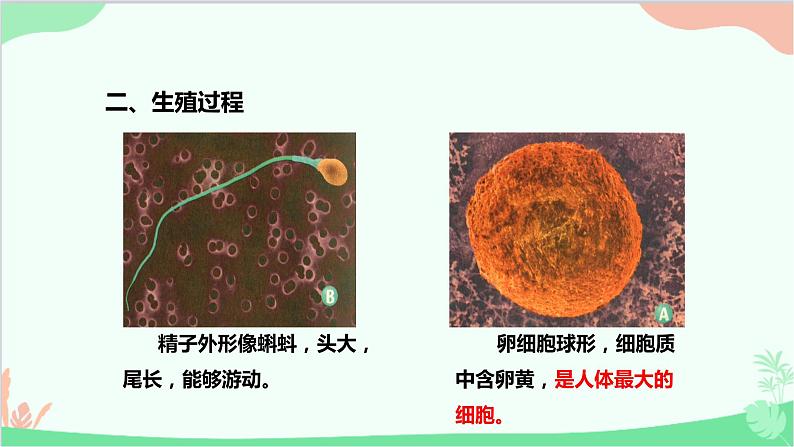 人教版生物七年级下册 第一章 第二节 人的生殖课件第8页