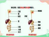 人教版生物七年级下册 第二章 第二节 消化和吸收课件