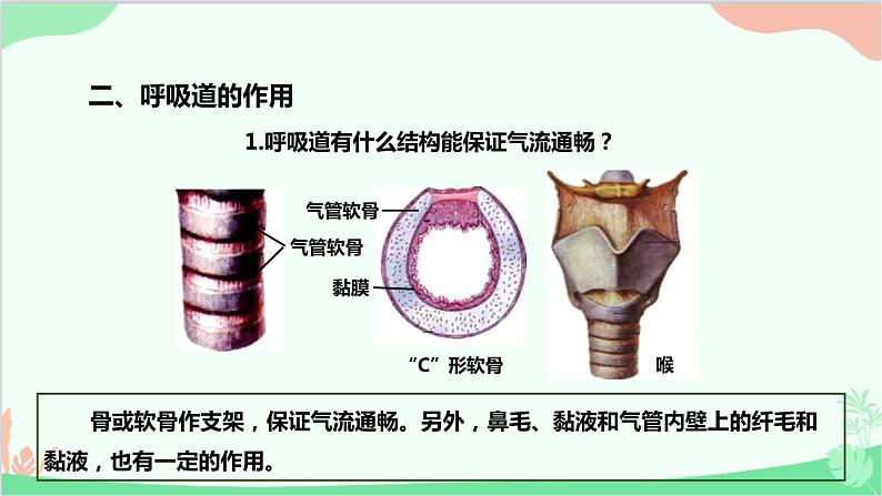 人教版生物七年级下册 第三章 第一节 呼吸道对空气的处理课件第5页