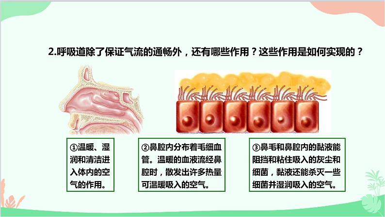 人教版生物七年级下册 第三章 第一节 呼吸道对空气的处理课件第6页