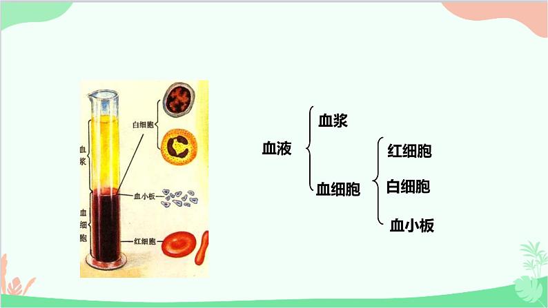 人教版生物七年级下册 第四章 第一节 流动的组织——血液课件第5页