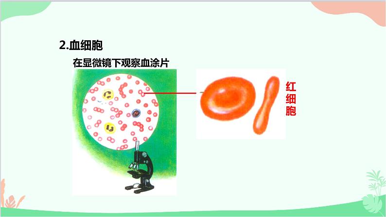 人教版生物七年级下册 第四章 第一节 流动的组织——血液课件第7页