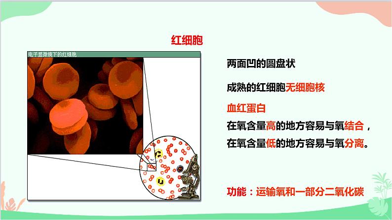 人教版生物七年级下册 第四章 第一节 流动的组织——血液课件第8页