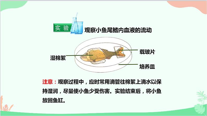 人教版生物七年级下册 第四章 第二节 血流的管道——血管课件第4页