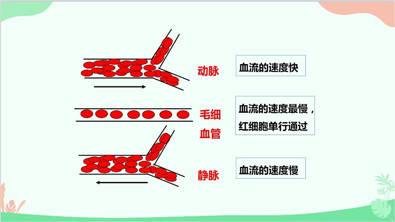 人教版生物七年级下册 第四章 第二节 血流的管道——血管课件第6页
