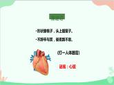 人教版生物七年级下册 第四章 第三节 输送血液的泵——心脏课件