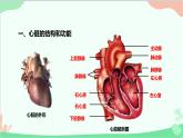 人教版生物七年级下册 第四章 第三节 输送血液的泵——心脏课件