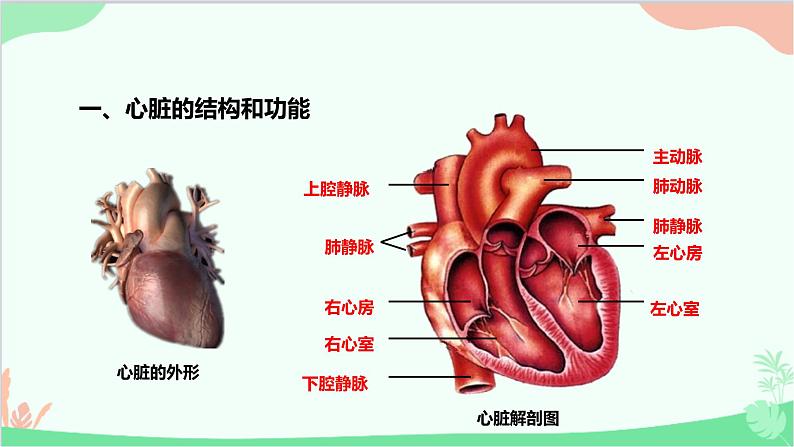 人教版生物七年级下册 第四章 第三节 输送血液的泵——心脏课件第3页