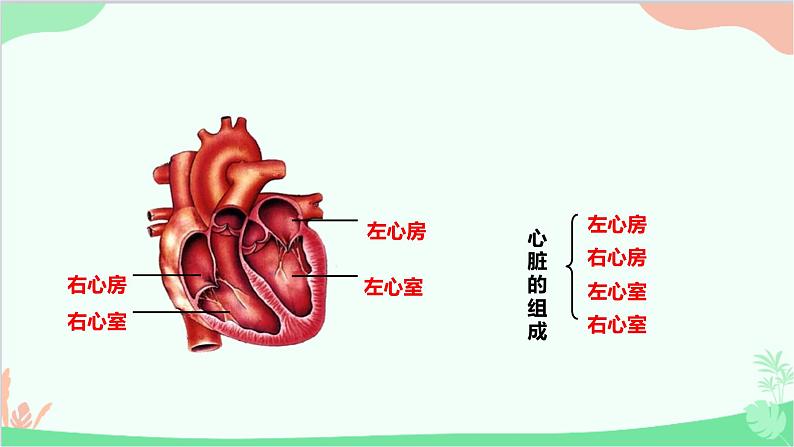 人教版生物七年级下册 第四章 第三节 输送血液的泵——心脏课件第4页