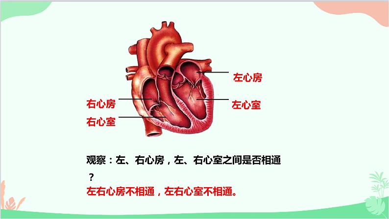 人教版生物七年级下册 第四章 第三节 输送血液的泵——心脏课件第5页