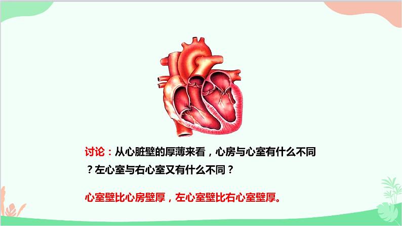 人教版生物七年级下册 第四章 第三节 输送血液的泵——心脏课件第6页