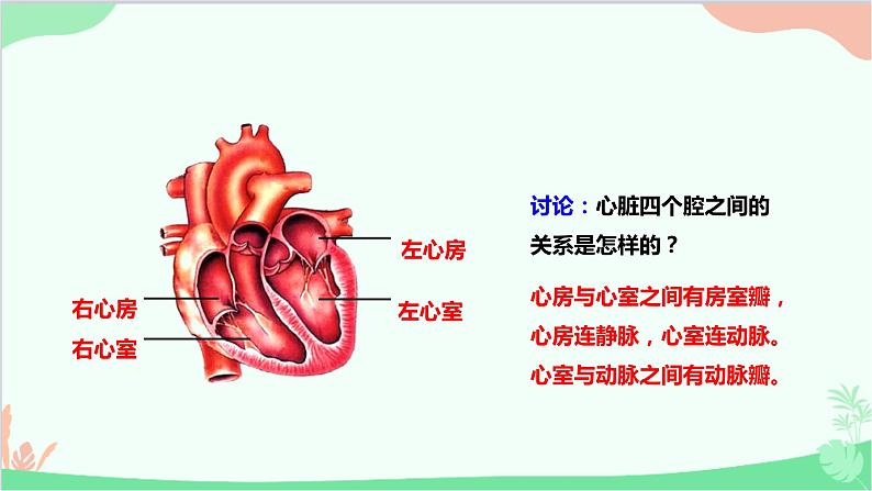 人教版生物七年级下册 第四章 第三节 输送血液的泵——心脏课件第7页