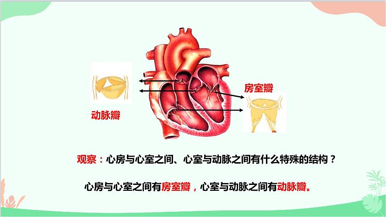 人教版生物七年级下册 第四章 第三节 输送血液的泵——心脏课件第8页