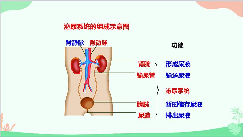 人教版生物七年级下册 第五章 人体内废物的排出课件04