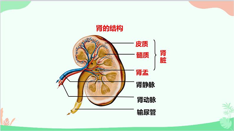 人教版生物七年级下册 第五章 人体内废物的排出课件07