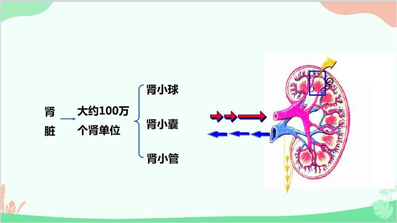 人教版生物七年级下册 第五章 人体内废物的排出课件08