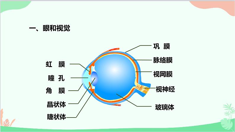 人教版生物七年级下册 第六章 第一节 人体对外界环境的感知课件第3页