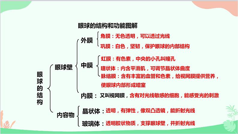 人教版生物七年级下册 第六章 第一节 人体对外界环境的感知课件第4页