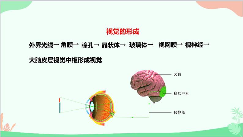 人教版生物七年级下册 第六章 第一节 人体对外界环境的感知课件第5页